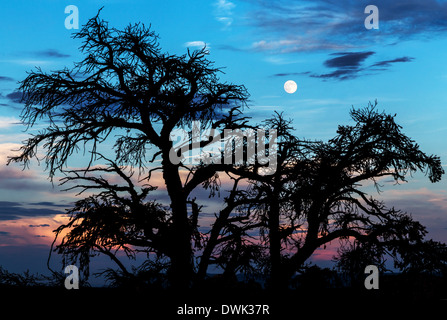 Silhouette from a tree with fullmoon and sunset at Grand Canyon National Park Stock Photo