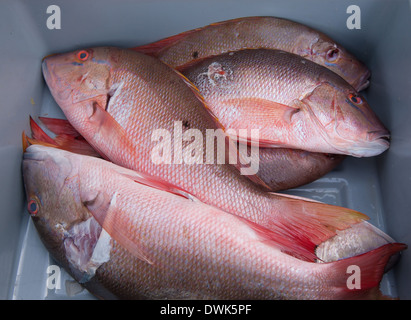 Freshly caught red snapper off the coast of Hobe Sound, Florida. Stock Photo