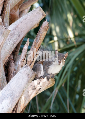 Squirrel staring straight at camera from perch on bark of Cabbage Palm Tree. Stock Photo