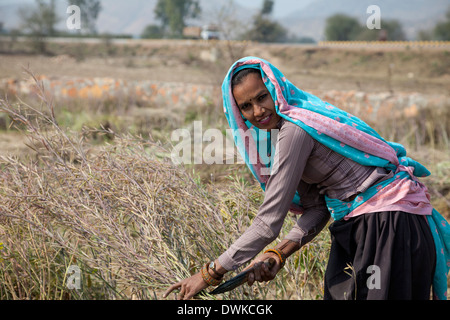 Rajasthan, India. Rajasthani Woman Harvesting Mustard Seeds. Stock Photo