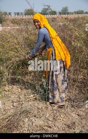 Rajasthan, India. Rajasthani Woman Harvesting Mustard Seed. Stock Photo