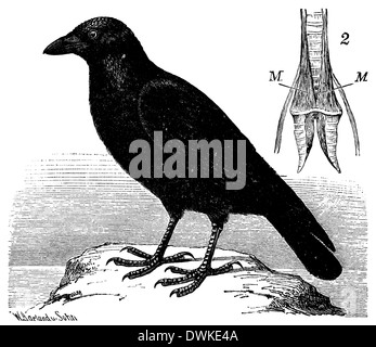 Ravens. 2) larynx, seen from the front with the singing muscles M Stock Photo