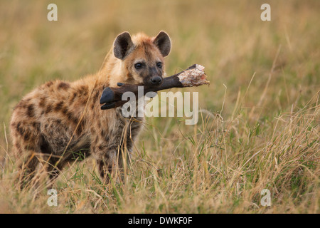 Spotted hyena (Crocuta crocuta) with a bone Stock Photo