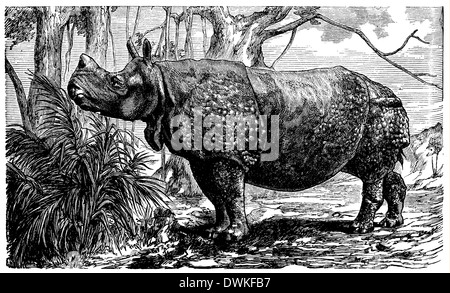 Rhinoceros (Rhinoceros indicus Stock Photo - Alamy