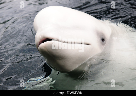 Beluga whale, Churchill, Manitoba, Canada, North America Stock Photo