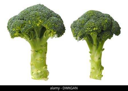 Two broccoli on white Stock Photo