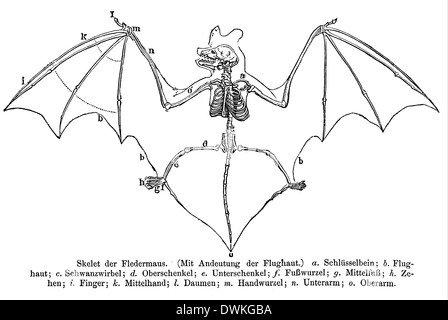 Bat: skeleton Stock Photo