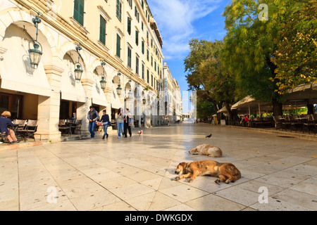 Residents and sleeping dogs, The Liston, Corfu Town, Corfu, Ionian Islands, Greek Islands, Greece, Europe Stock Photo