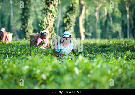 Female tea pickers working in a tea plantation amongst trees and climbing pepper plants, Jorhat district, Assam, India, Asia Stock Photo