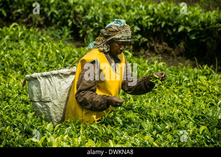 Tea plantation in the Virunga mountains, Rwanda, Africa Stock Photo