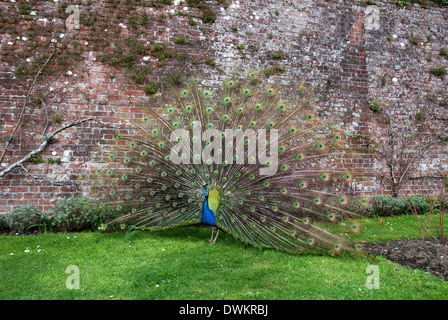 male peacock displaying tail feathers Stock Photo