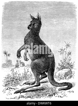 Eastern Grey Kangaroo Stock Photo