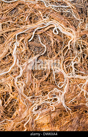 Pot bound plant roots Stock Photo