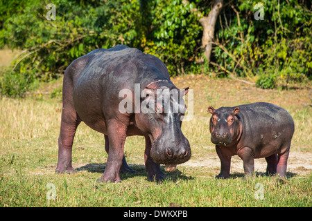Hippopotamus (Hippopotamus amphibius) mother with baby, Murchison Falls National Park, Uganda, East Africa, Africa Stock Photo
