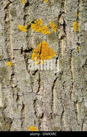 Yellow Bark lichen on a tree macro texture backgroundBaumstamm Baumrinde grau beige braun mit gelber Flechte Hintergrund Textur Stock Photo