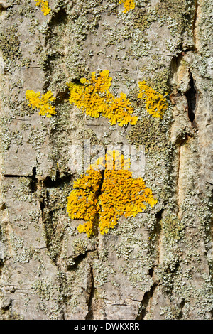 Yellow lichen on a tree bark macro texture close up Baumstamm Baumrinde grau beige braun mit gelber Flechte Hintergrund Textur Stock Photo
