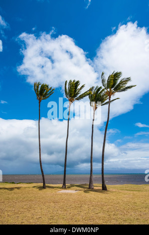 Palm trees, Kakahaia Beach Park, island of Molokai, Hawaii, United States of America, Pacific Stock Photo