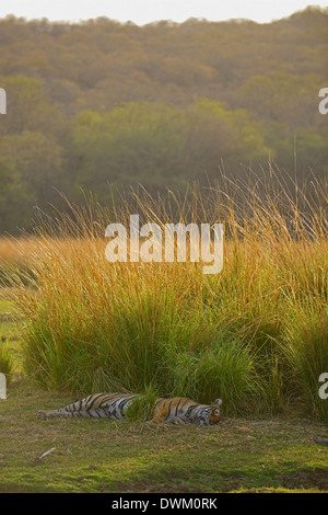 Bengal tiger (Panthera tigris tigris) sleeping in the forests of Ranthambhore national park in India Stock Photo