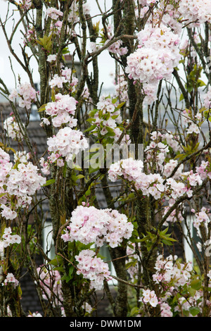Upright fastigiate Japanese flowering cherry, Prunus 'Amanogawa', in a Plymouth garden. Stock Photo