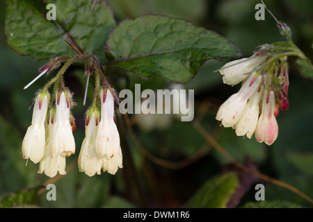Flowers of the evergreen ground cover, Symphytum grandiflorum Stock Photo