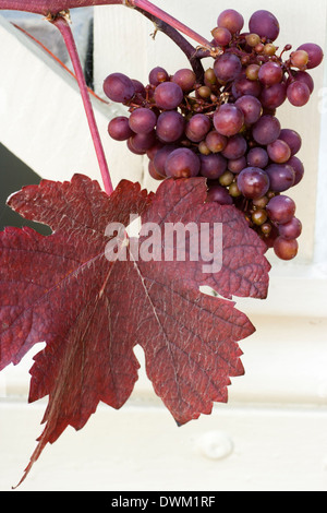 Foliage and fruit of the purple leaved ornamental grape vine, Vitis vinifera 'Purpurea' Stock Photo