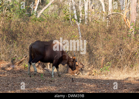 Indian Gaur, Bos gaurus with young in the forest of Nagarhole national park, Karnataka, South India. Stock Photo