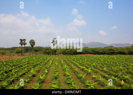 Agricultural landscape with young banana plant crops in Kerala, south India Stock Photo