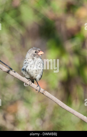 Galapagos medium ground-finch (Geospiza fortis), Bahia Urvina, Isabela Island, Galapagos, UNESCO Site, Ecuador, South America Stock Photo