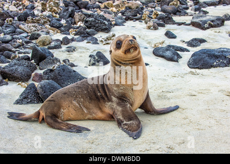 Galapagos sea lion pup (Zalophus californianus wollebaeki), Galapagos, UNESCO World Heritage Site, Ecuador, South America Stock Photo