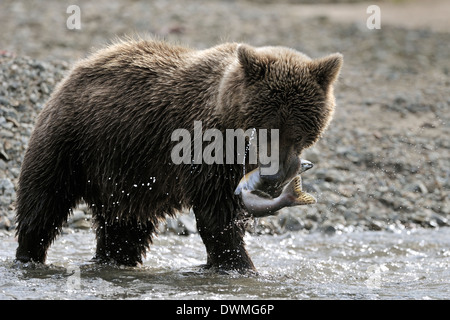 Grizzly bear (Ursus arctos horribilis) with fresh caught fish in mouth with seamen coming out, Katmai national park, Alaska, USA Stock Photo