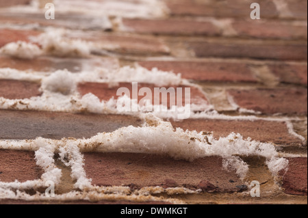 Efflorescence a powdery white salty deposit of salts that forms on the surface of bricks brickwall and mortar Stock Photo