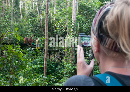 Tourist watching rehabilitated orangutans at Semenggoh Orangutan Rehabilitaion Centre, Sarawak, Borneo, Malaysia, Southeast Asia Stock Photo