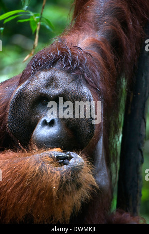 Mature male orangutan at Semenggoh Orangutan Rehabilitation Centre near Kuching in Sarawak, Borneo, Malaysia, Southeast Asia Stock Photo