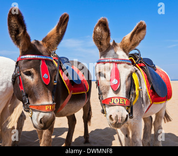 Donkeys on the beach, Skegness beach, Lincolnshire, England, United Kingdom, Europe Stock Photo