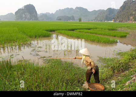 Fishing in the rice fields, Tam Coc, Ninh Binh area, Vietnam, Indochina, Southeast Asia, Asia Stock Photo