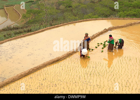 Flower Hmong ethnic group women working in the rice field, Bac Ha area, Vietnam, Indochina, Southeast Asia, Asia Stock Photo