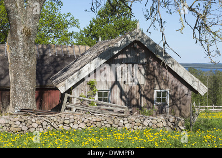 Flowering dandelions in the meadow in front of a barn Stock Photo