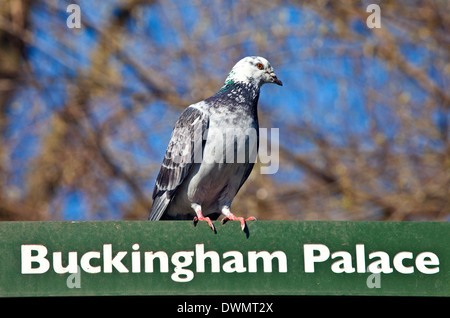 A pigeon on a Buckingham Palace' Signpost in London's St. James's Park. Stock Photo