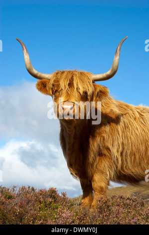 Scottish Highland Cattle Stock Photo