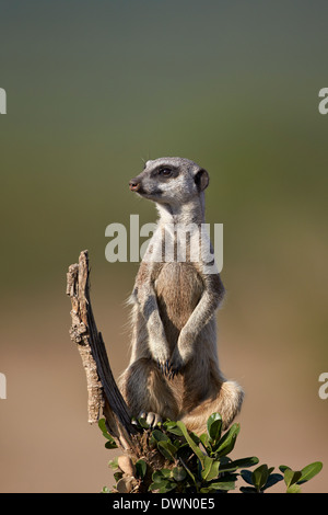 Meerkat (suricate) (Suricata suricatta), Addo Elephant National Park, South Africa, Africa Stock Photo