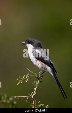 Female fiscal shrike (common fisca) (Lanius collaris), Addo Elephant National Park, South Africa, Africa Stock Photo