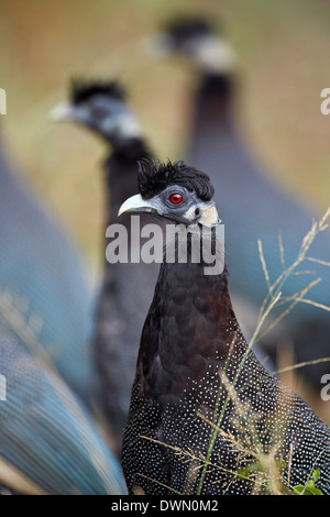 Crested guineafowl (Guttera pucherani), Imfolozi Game Reserve, South Africa, Africa Stock Photo