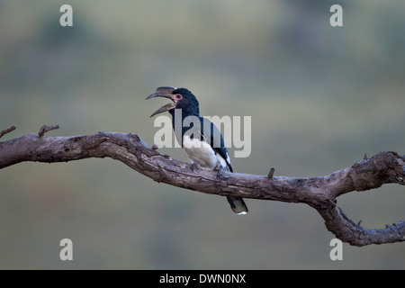 Female trumpeter hornbill (Bycanistes bucinator) calling, Hluhluwe Game Reserve, South Africa, Africa Stock Photo
