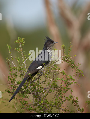 Levaillant's cuckoo (Le Vaillant's cuckoo) (striped cuckoo) (Clamator levaillantii), Kruger National Park, South Africa, Africa Stock Photo