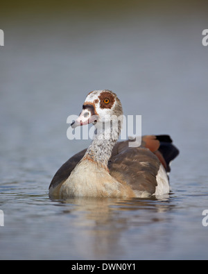 Egyptian goose (Alopochen aegyptiacus), Kruger National Park, South Africa, Africa Stock Photo
