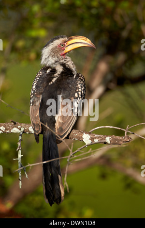 Southern Yellow-Billed Hornbill (Tockus leucomelas), Kruger National Park, South Africa, Africa Stock Photo