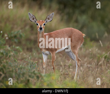 Female Steenbok (Raphicerus campestris), Kruger National Park, South Africa, Africa Stock Photo