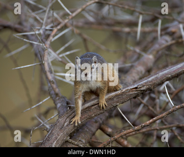 Tree Squirrel (Smiths Bush Squirrel) (Yellow-Footed Squirrel) (Paraxerus cepapi), Kruger National Park, South Africa, Africa Stock Photo