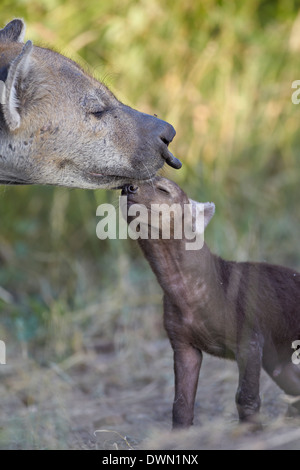 Spotted Hyena (Spotted Hyaena) (Crocuta crocuta) pup and adult, Kruger National Park, South Africa, Africa Stock Photo