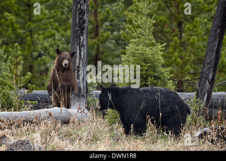 Black Bear (Ursus americanus) sow and cub, Yellowstone National Park, Wyoming, United States of America, North America Stock Photo